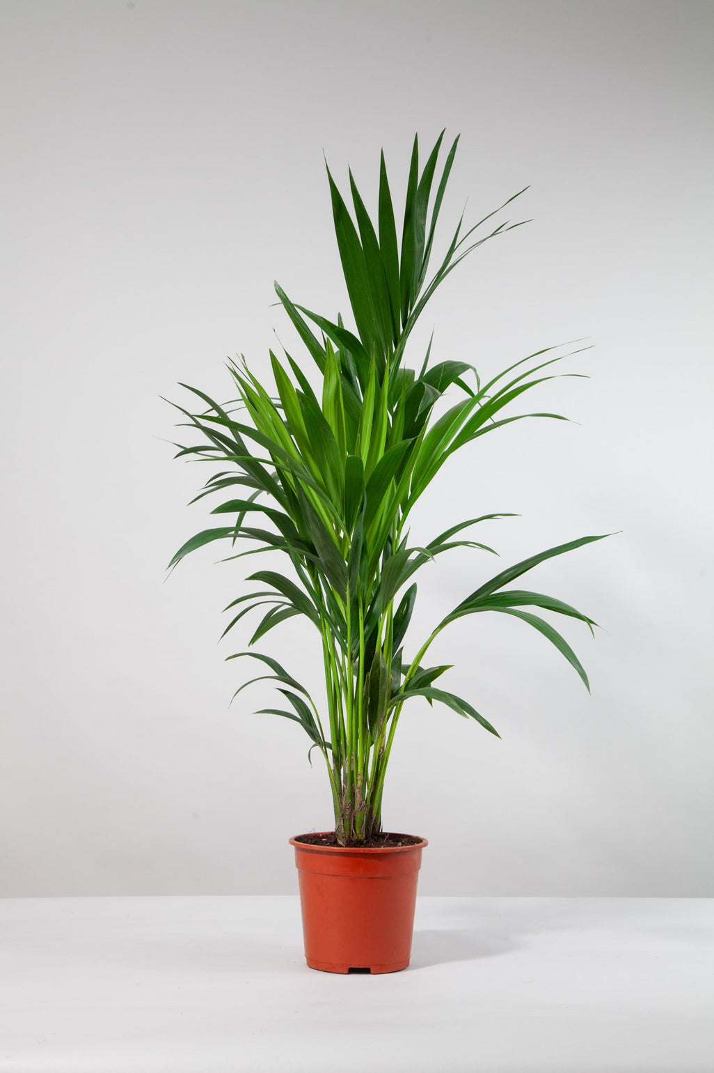 files/IndoorPlants-StudioShots13.11.2023-475.jpg
